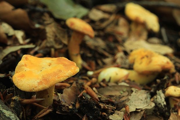 kuriatko Cantharellus sp.