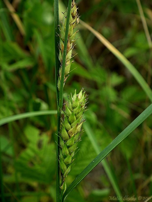 ostrica srstnatá Carex hirta L.