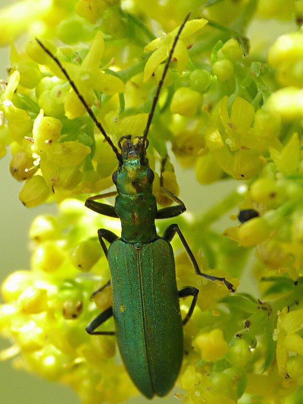 stehnáč Chrysanthia viridissima