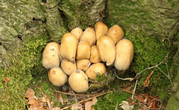 hnojník Coprinus sp.