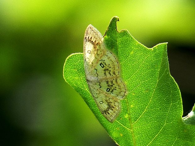 piadica javorová Cyclophora annularia Fabricius,1775