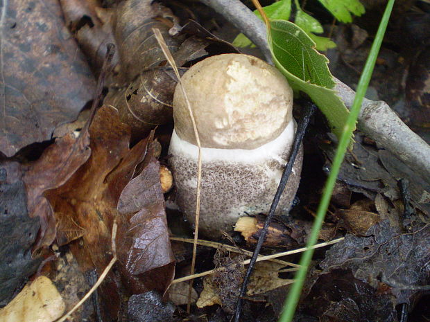 kozák topoľový Leccinum duriusculum (Schulzer ex Kalchbr.) Singer