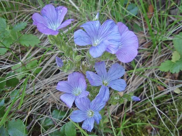 ľan chlpatý Linum hirsutum L.