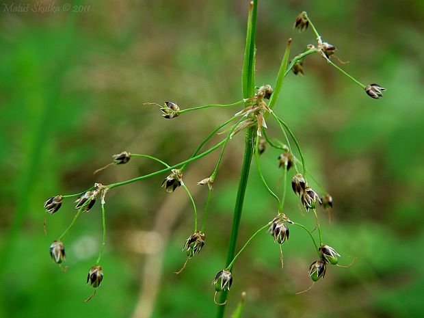 chlpaňa chlpatá Luzula pilosa (L.) Willd.