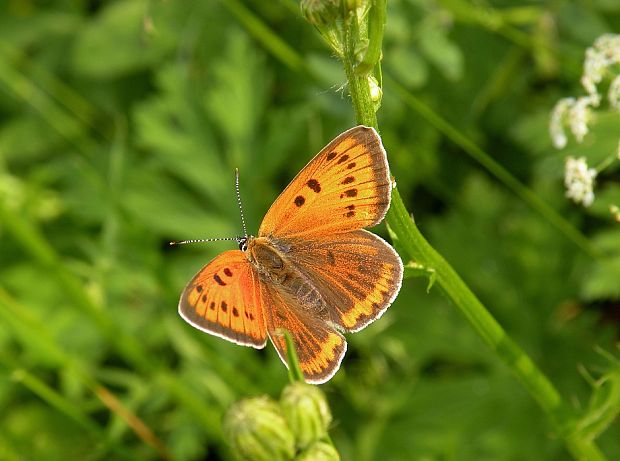 ohniváčik veľký Lycaena dispar   Haworth, 1802