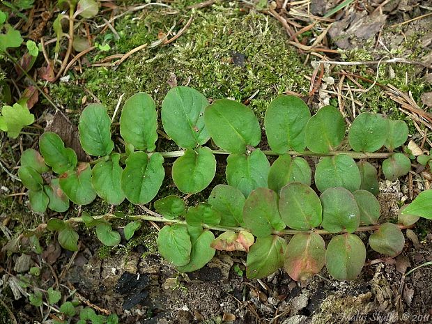 čerkáč peniažtekový Lysimachia nummularia L.