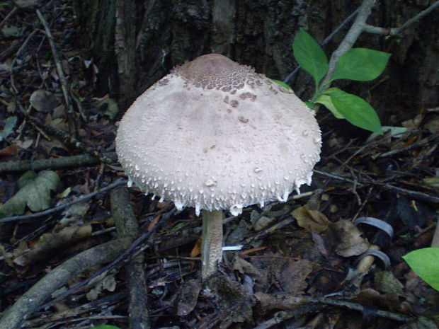 bedľa vysoká Macrolepiota procera (Scop.) Singer