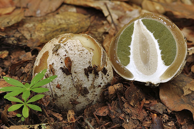 hadovka smradľavá Phallus impudicus L.