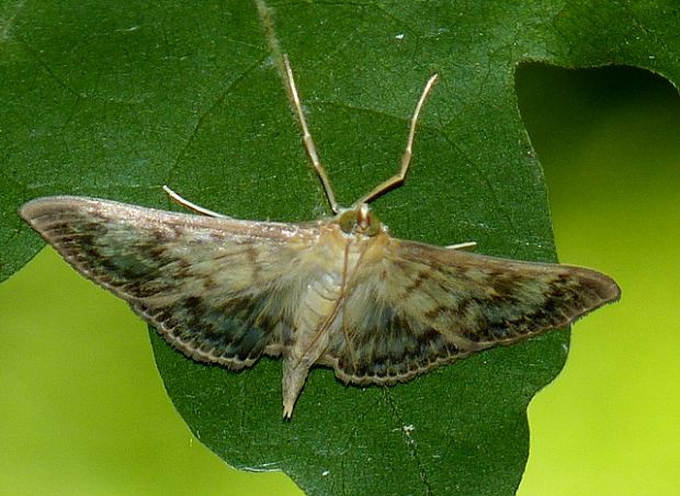 vijačka žihľavová Pleuroptya ruralis