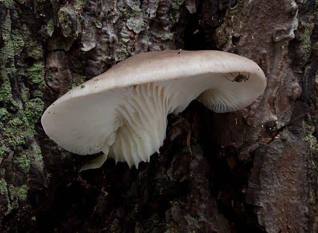 hliva Pleurotus sp.