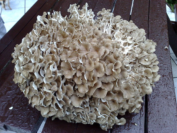 trúdnik klobúčkatý Polyporus umbellatus (Pers.) Fr.