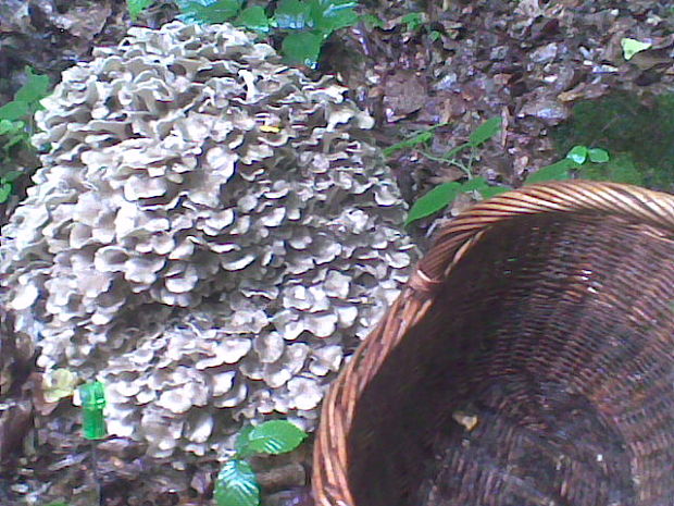 trúdnik klobúčkatý Polyporus umbellatus (Pers.) Fr.