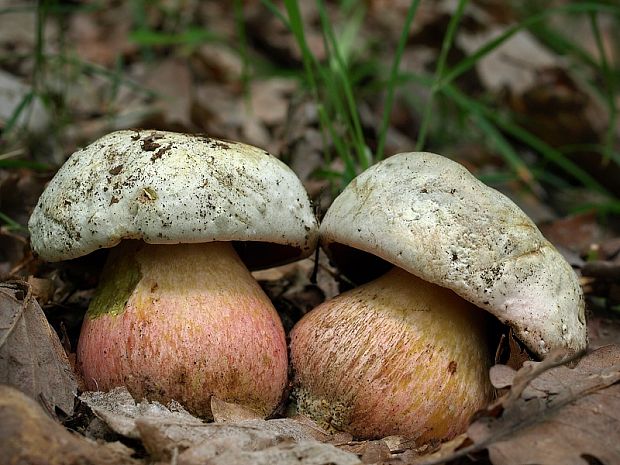 hríb satanský Rubroboletus satanas f. satanas (Lenz) Kuan Zhao & Zhu L. Yang