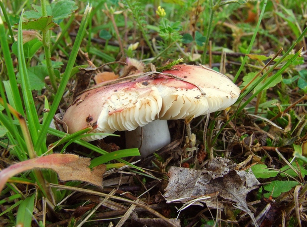 plávka Russula sp.