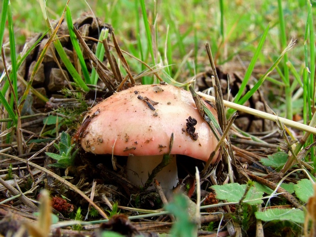 plávka Russula sp.