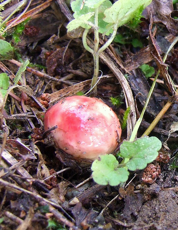 plávka Russula sp.