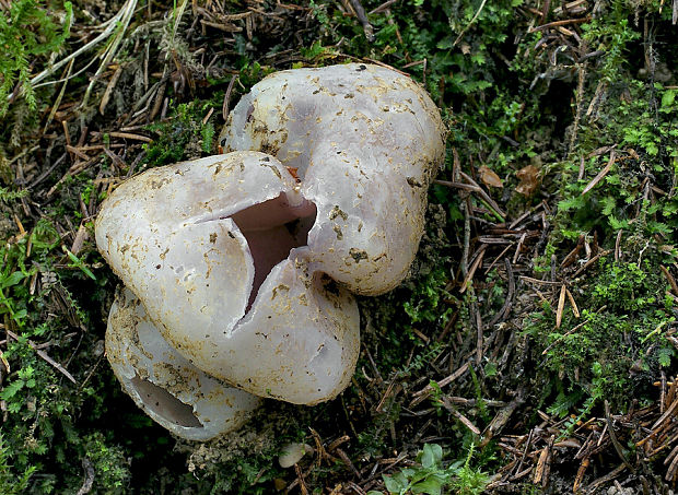 tulipánovka fialová Sarcosphaera coronaria (Jacq.) J. Schröt.