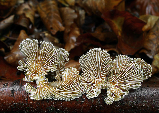 klanolupeňovka obyčajná Schizophyllum commune Fr.