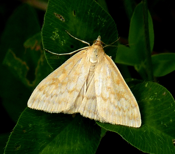 vijačka lobodová Sitochroa verticalis Linnaeus,1758