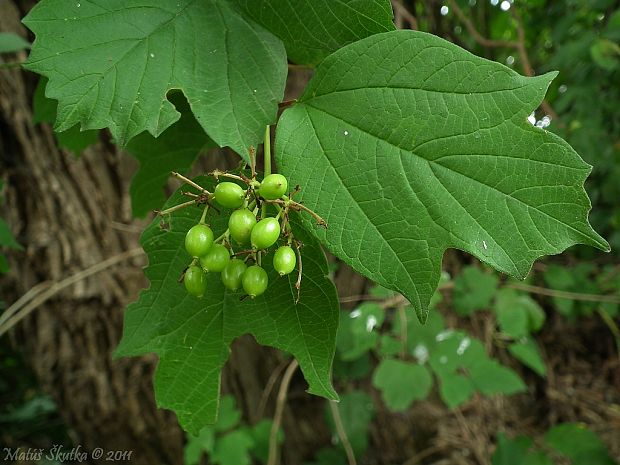 kalina obyčajná Viburnum opulus L.