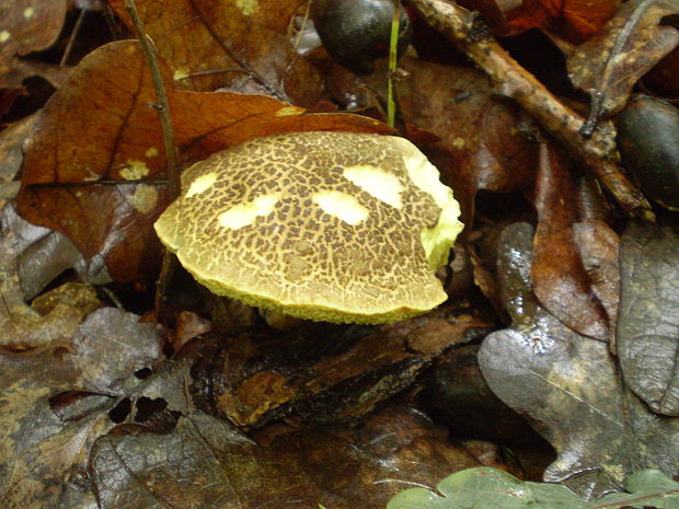 suchohríb žltomäsový Xerocomellus chrysenteron (Bull.) Šutara