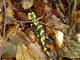 salamandra škvrnitá