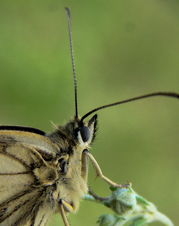 očkáň timotejkový melanargia galathea