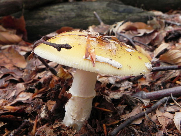 muchotrávka slamovožltá Amanita gemmata (Fr.) Bertill.