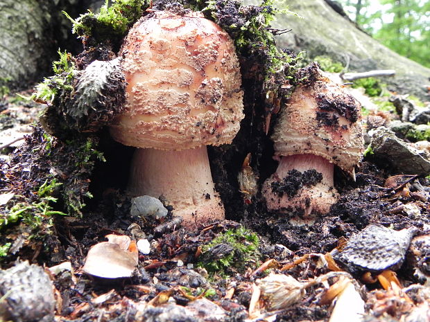 muchotrávka červenkastá Amanita rubescens Pers.