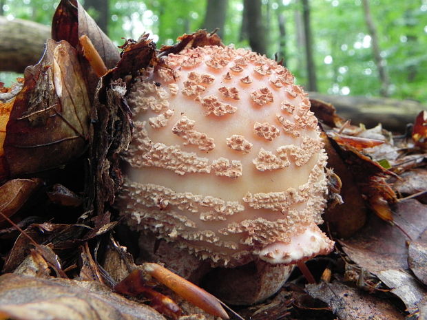 muchotrávka červenkastá Amanita rubescens Pers.