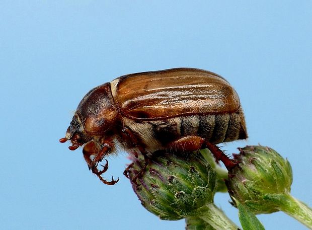 chrústik letný Amphimallon solstitiale Linnaeus, 1758