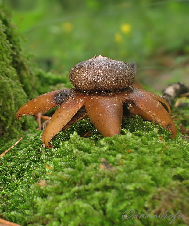 hviezdovec vlahojavný Astraeus hygrometricus (Pers.) Morgan