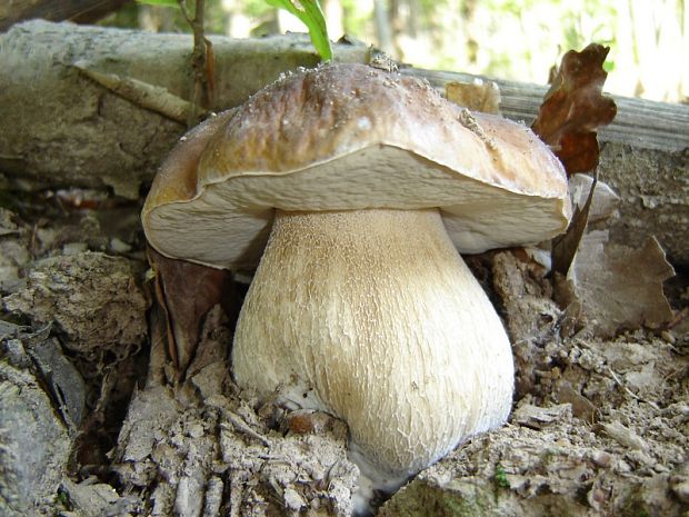 hríb smrekový Boletus edulis Bull.