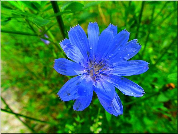 čakanka obyčajná Cichorium intybus L.