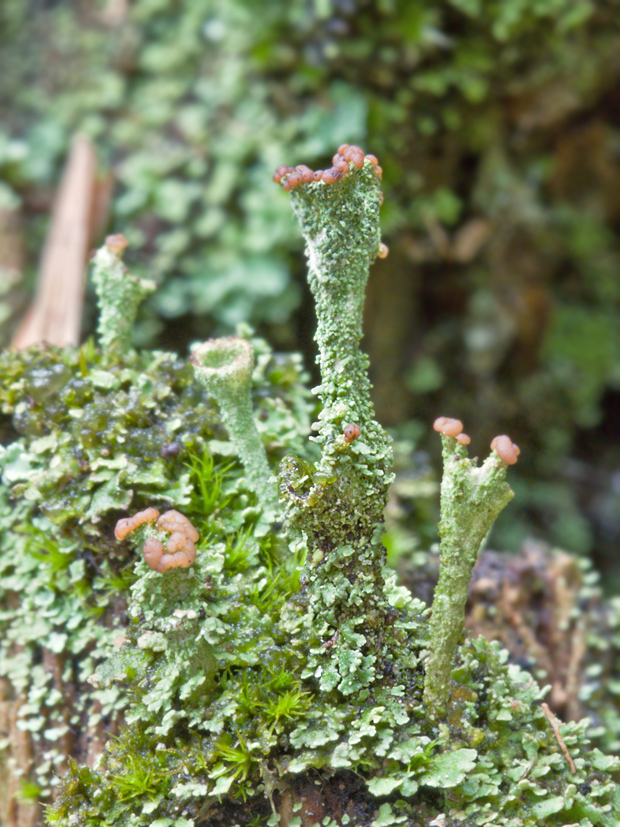 dutohlávka Cladonia sp.