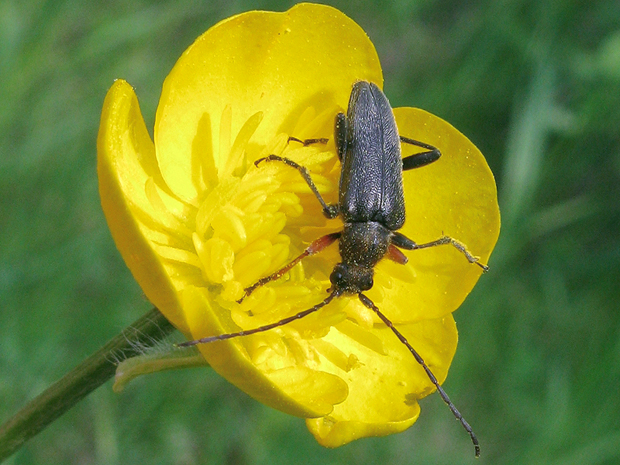 fuzáč Cortodera flavimana brachialis