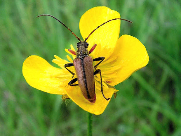 fuzáč Cortodera flavimana