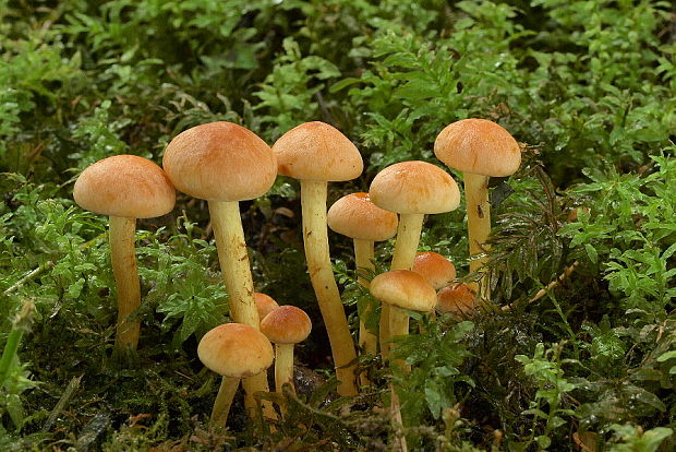 strapcovka zväzkovitá Hypholoma fasciculare (Huds.) P. Kumm.