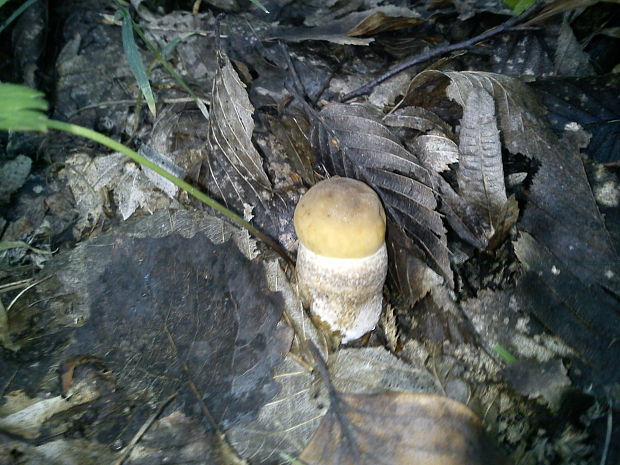 kozák hrabový Leccinum pseudoscabrum (Kallenb.) Šutara