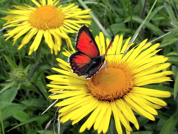 ohniváčik Lycaena candens