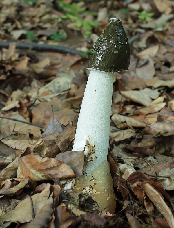 hadovka smradľavá Phallus impudicus L.