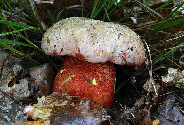 hríb purpurový Rubroboletus rhodoxanthus Kuan Zhao &amp; Zhu L. Yang