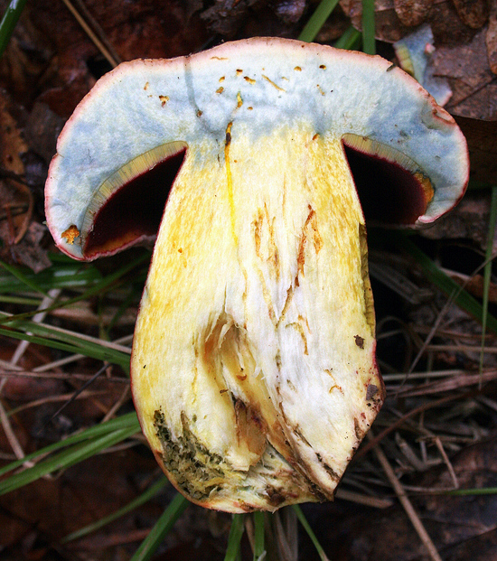 hríb purpurový Rubroboletus rhodoxanthus Kuan Zhao &amp; Zhu L. Yang