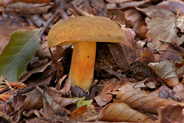 suchohríb Xerocomus sp.