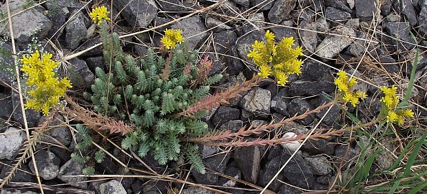 rozchodník sedum