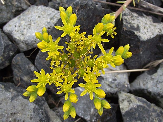 rozchodník sedum