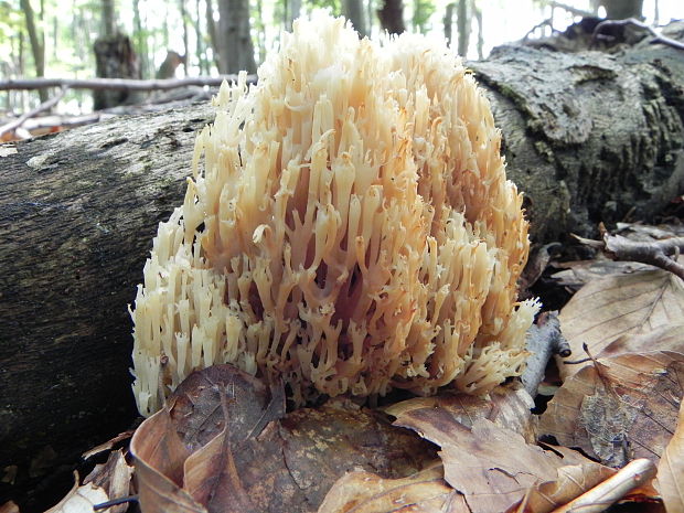 korunovec svietnikovitý (Artomyces pyxidatus)