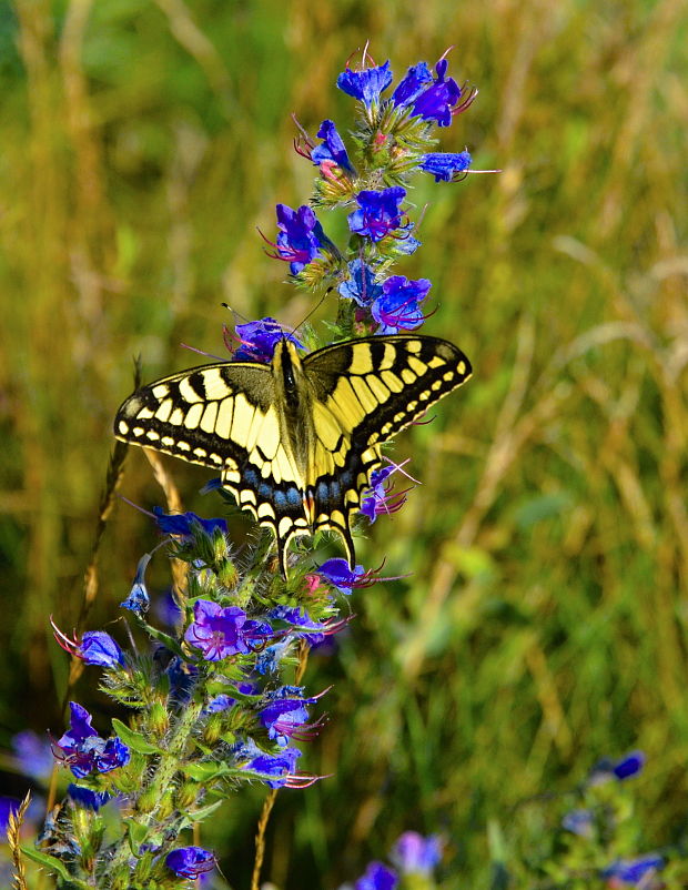 vidlochvost feniklový (Papilio machaon)