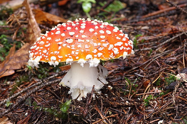 muchotrávka červená Amanita muscaria (L.) Lam.