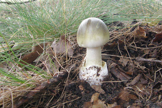 muchotrávka zelená Amanita phalloides (Vaill. ex Fr.) Link